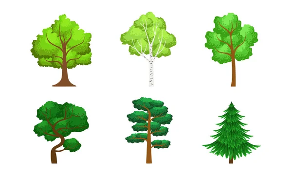 Yeşil Kozalaklı ve Yaprak Döken Ağaçlar Koleksiyonu, Yaz Peyzaj Tasarım Elemanları Vektör İllüstrasyon — Stok Vektör