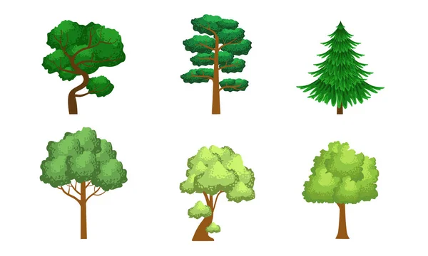 针叶树和落叶树的集合，夏季景观设计元素矢量插图 — 图库矢量图片