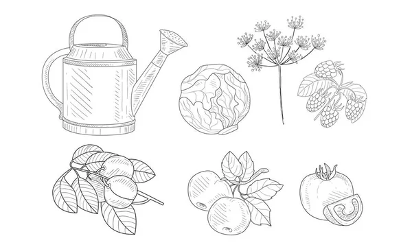 Gartenelemente-Set, Gießkanne, Kohl, Dill, Himbeere, Aprikosen- und Apfelzweige, Granatapfel schwarz-weiß handgezeichnete Vektorillustration — Stockvektor