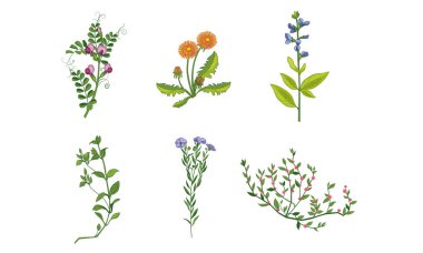 Güzel Blooming Bahçe Çiçekleri Koleksiyonu, Dekoratif Doğal Çiçek Elemanları Vektör İllüstrasyon