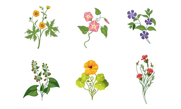 Sammlung blühender Gartenblumen mit Blättern, dekorative natürliche florale Elemente Vektorillustration — Stockvektor