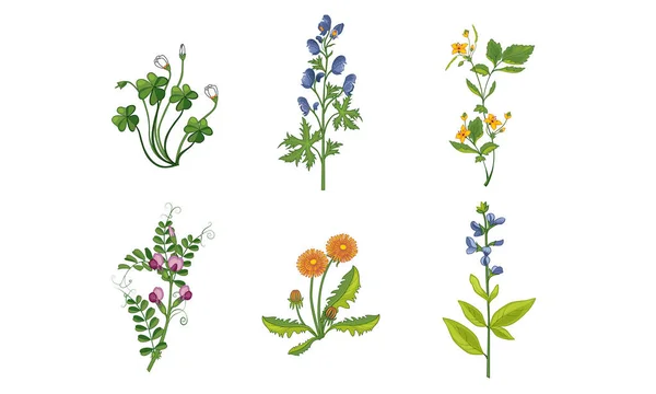 Sammlung von schönen blühenden Gartenblumen mit Blättern, dekorativen natürlichen floralen Elementen Vektorillustration — Stockvektor