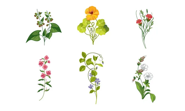 Sammlung blühender Gartenblumen, dekorative natürliche florale Elemente Vektorillustration — Stockvektor
