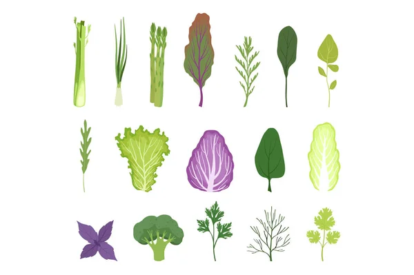 Salada verdes e folhas set, vegetariano ervas orgânicas saudáveis e vegetais folhosos para cozinhar vetor Ilustrações em um fundo branco — Vetor de Stock