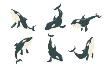 Katil Balinalar Kümesi, Orka ya da Diş Balinası, Su Taşıyıcı Resimlerinden Atlayan Deniz Memelisi