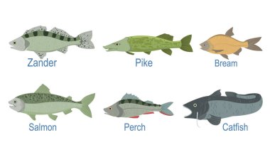 İsim Aboneliği ile Balık Türleri Koleksiyonu, Zander, Pike, Bream, Somon, Perch, Catfish Vector Illustration