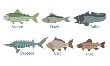 İsimli Balık Türleri Koleksiyonu, Somon, Tünek, Kedi Balığı, Sturgeon, Sazan, Trout Vector Illustration