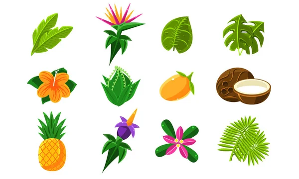 Coleção de frutas tropicais exóticas de verão, flores e plantas ilustração vetorial — Vetor de Stock