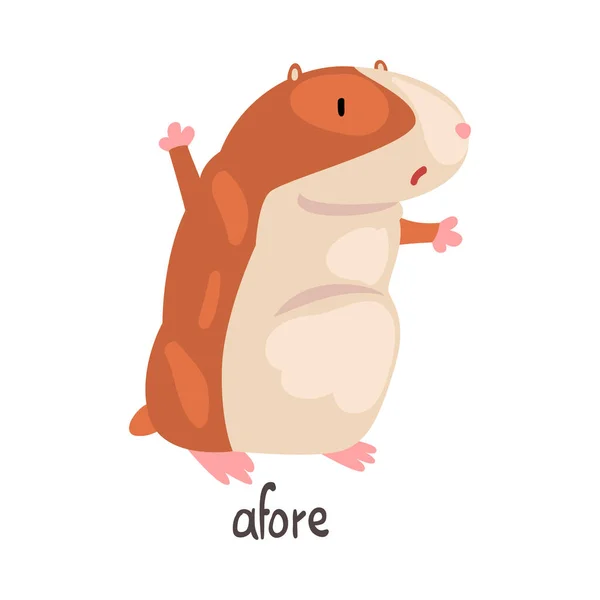 Afore Αγγλική Γλώσσα Preposition of Place and Cute Hamster Character, Εκπαιδευτικό Οπτικό Υλικό για Παιδιά Εκπαίδευση Διάνυσμα Εικονογράφηση — Διανυσματικό Αρχείο