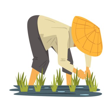 Straw Conical Hat 'teki Asyalı Çiftçi Paddy Field Çizgi Filmi Biçimli Vektör Resimlerinde Bitkilere Bakım Yapıyor