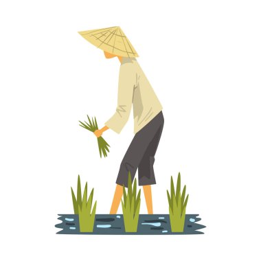 Straw Conical Hat 'ta Asyalı Çiftçi Paddy Field' da Pirinç hasat ediyor, Erkek Köylü Karakteri Field Cartoon Style Vector Illustration üzerinde çalışıyor