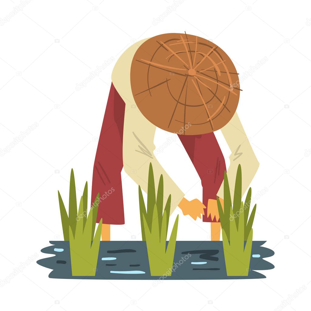 Asian Farmer in Straw Conical Hat Harvesting Rice in Paddy Field Cartoon Style Vector Illustration on White Background