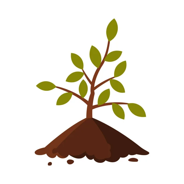 Young Tree Sapling in the Ground Flat Style Vector Illustration on White Background — Stock Vector