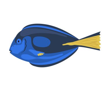 Regal Tang Fish, Marine Life Element, Sea or Ocean Creature Vector Illustration