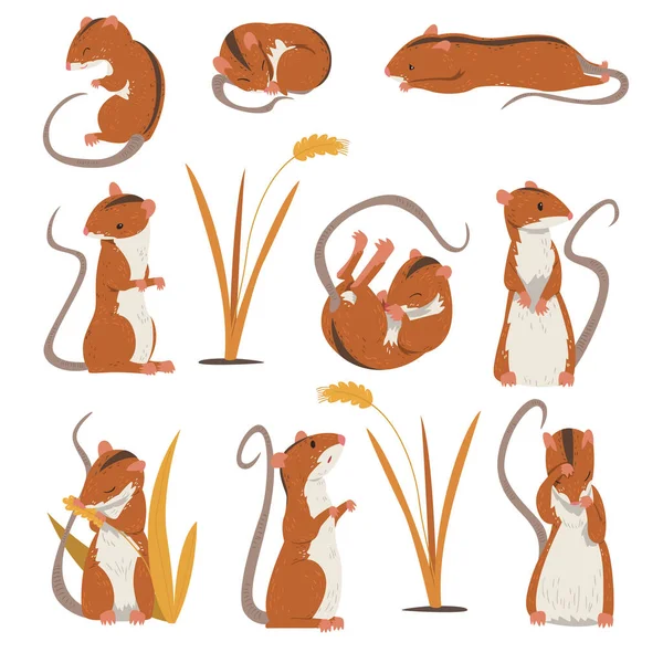 Collection Field Mouse, mignon animal de rongeur rouge pelucheux avec bande noire sur le dos dans diverses poses Illustration vectorielle — Image vectorielle