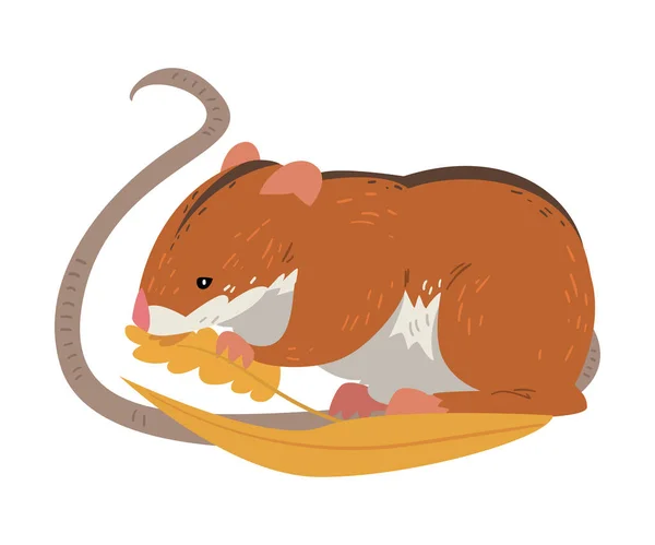 Field Mouse Eating Wheat Grains, Cute Fluffy Red Rodent Animal with Black Stripe on Its Back Vector Illustration — Stock Vector