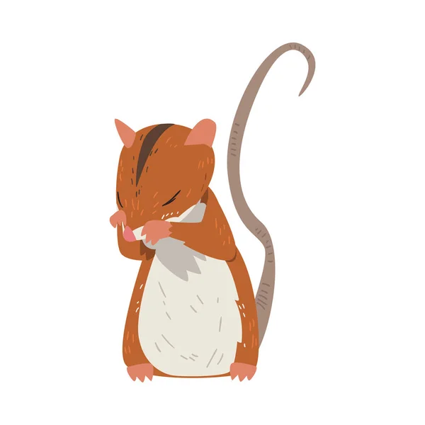 Field Mouse debout sur les pattes arrière et couvre son museau avec pattes, mignon animal rongeur rouge moelleux avec bande noire sur son dos Illustration vectorielle — Image vectorielle