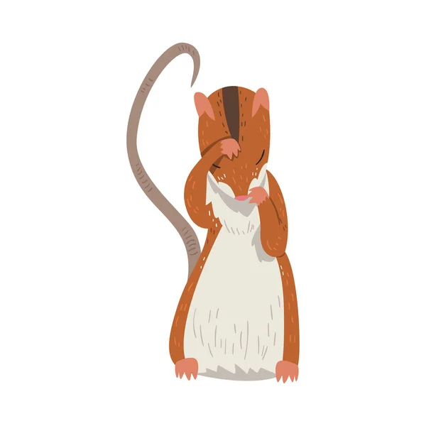 Field Mouse Standing on Hind Legs, Cute Red Rodent Animal, Front View Vector Illustration — Stock Vector