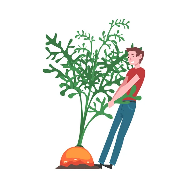 Jonge man trekken grote wortel wortel, vrouwelijke boer karakter met natuurlijke biologische plantaardige vector illustratie — Stockvector