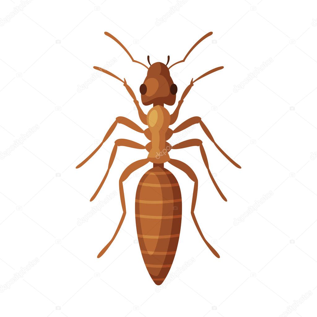 House Ant Insect, Pest Control and Extermination Concept Vector Illustration on White Background