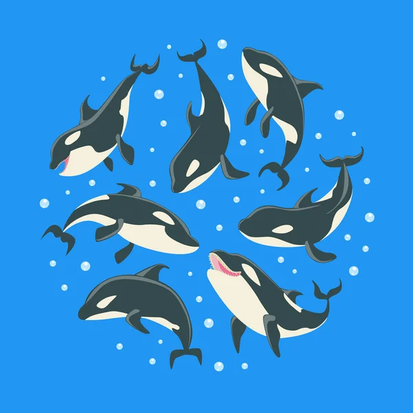 Épaulards Modèle de forme ronde, de Grampus ou d'Orcinus Orca Illustration vectorielle des poissons prédateurs marins — Image vectorielle