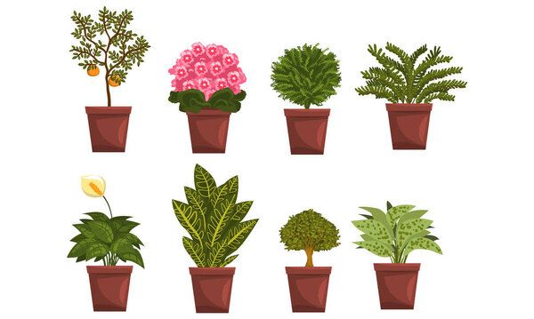 Plantas de interior de la casa en conjunto de ollas marrones, decoración de interiores del hogar Ilustración vectorial sobre fondo blanco . — Vector de stock