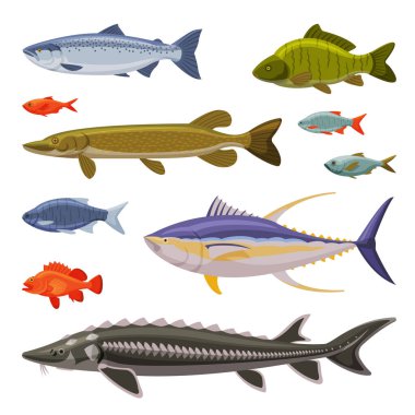 Tuzlu su ve tatlı su balıkları seti, Taze su balığı türleri çizgi film temsilcisi illüstrasyonu