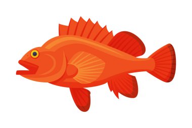 Deniz levreği balığı, Taze Su Balığı Tipi Balık Türler Çizgi film Vektör Çizimi