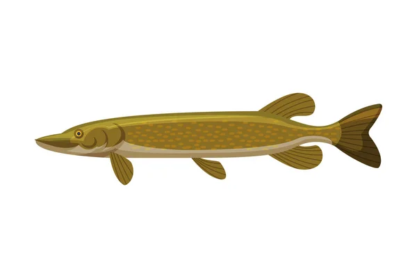 Pike Freshwater Fish, Fresh Aquatic Fish Species Cartoon Vector Illustration — Stock Vector
