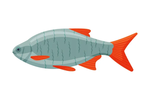Roachfish Freshwater Fish, Fresh Aquatic Fish Species Cartoon Vector Illustration — Stock Vector