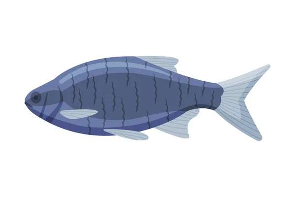 Tilapia Peces de Agua Dulce, Especies de Peces Acuáticos Frescos Dibujos Animados Vector Illustration — Archivo Imágenes Vectoriales