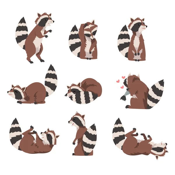 Colección de mapache divertido lindo, personaje de dibujos animados animales del bosque peludo salvaje encantador en varias poses Vector Ilustración — Vector de stock
