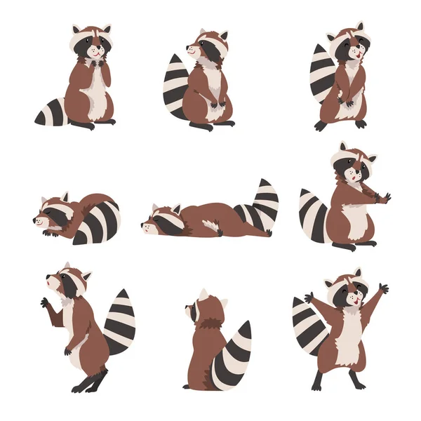 Colección de mapache lindo, personaje de dibujos animados animales del bosque salvaje adorable en varios poses Vector Ilustración — Vector de stock