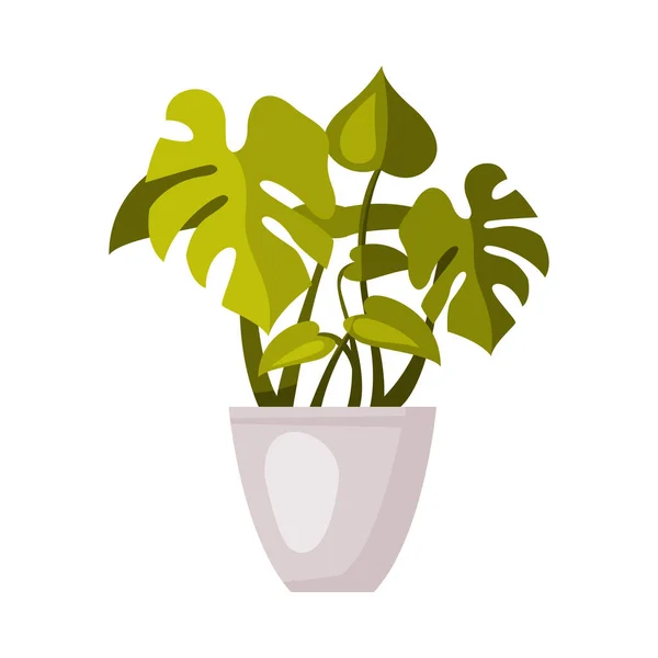 Inomhus Krukväxt i Vit Pot, Grön Krukväxt Monstera Växt för Inredning Vektor Illustration på Vit Bakgrund — Stock vektor
