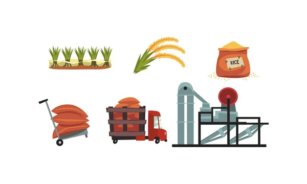 Conjunto de processo de produção de arroz, cultivo, colheita e secagem do produto ilustração do vetor do estilo dos desenhos animados — Vetor de Stock