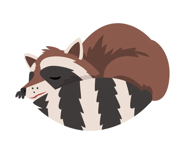 Cute Raccoon Sleeping Curled Up, Adorable Wild Furry Forest Animal Cartoon Character Vector Illustration — Stock Vector