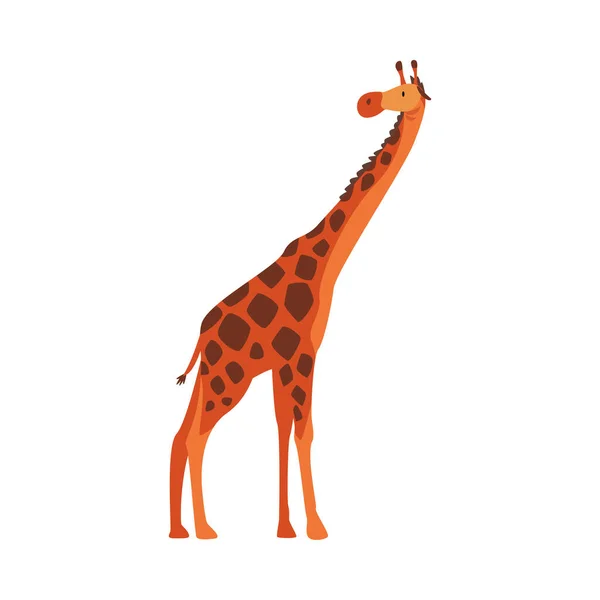 Şirin Zürafa Ormanı Hayvanı, Afrika Safari Seyahat Çizgi Filmi Beyaz Arkaplan Çizimi — Stok Vektör