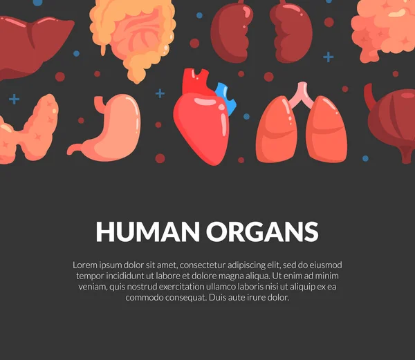 Human Organs Banner, Medical Science Innovation, Bioengineering Technologies for Creating Viable Organs for Transplantation Εικονογράφηση διανύσματος — Διανυσματικό Αρχείο