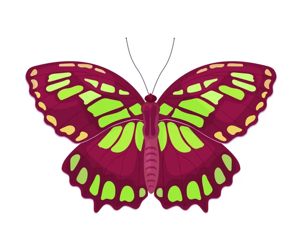 Fluttering Tropical Butterfly with Brightly Coloured Wings Vector Illustration — Stock Vector