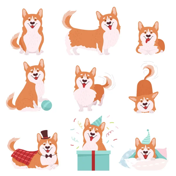 Welsh Corgi with Short Legs and Brown Coat in Different Poses Vector Set — Stock Vector