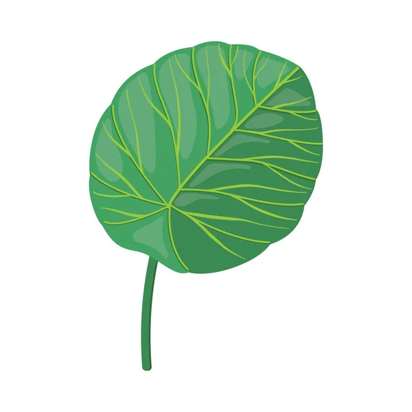 Tropické listy na stonku jako exotické flóry vektorové ilustrace — Stockový vektor