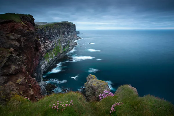 Beautiful pink flowers on the slopes of the cliffs Latiabiarg. W — Stock Photo, Image