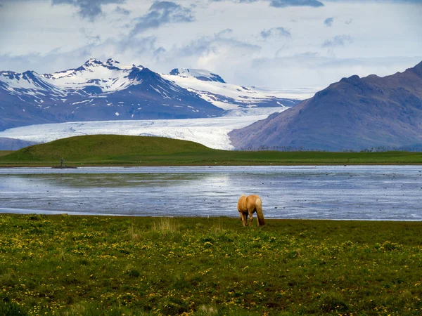 Yalnız kahverengi İzlanda atı bir gölün kıyısında otluyor. — Stok fotoğraf
