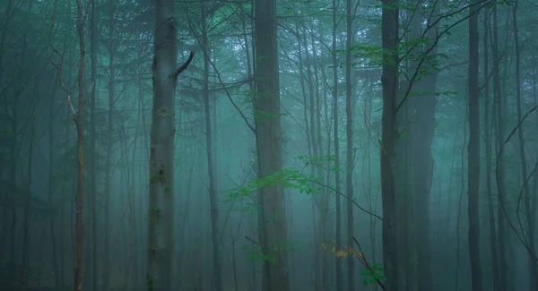 Brouillard Dans Une Belle Forêt Aux Arbres Élégants — Photo