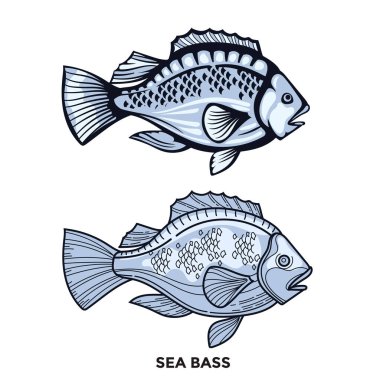  Detaylı vuruşlu ve çizgi biçimli levrek Balık İllüstrasyonu