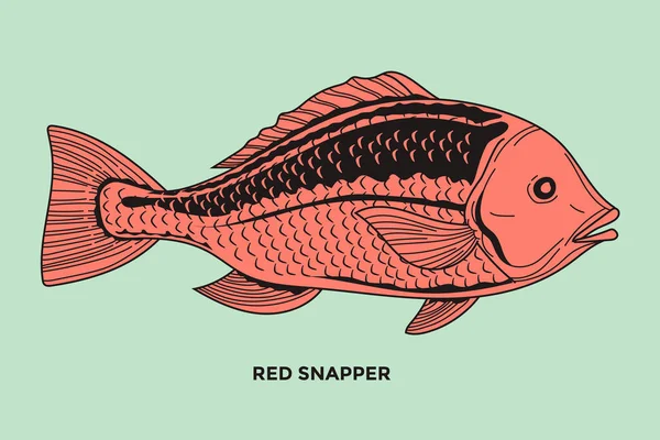 详细笔划及线条风格的红鲱鱼图解 — 图库矢量图片