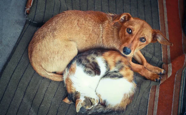 Love Pets Sleeping Rug Dog Cat Lie Together Friends Veterinary — Stock Photo, Image