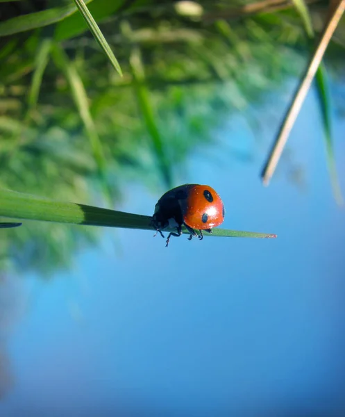 Schöner Roter Käfer Garten Marienkäfer Auf Einem Grashalm Vor Blauem Stockfoto