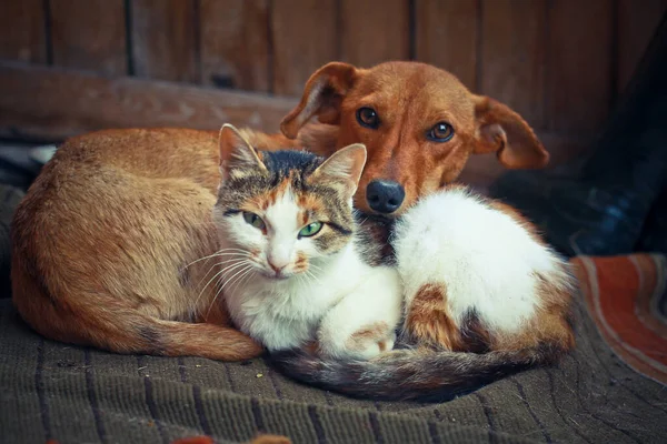 Lieben Haustiere Die Auf Einem Teppich Schlafen Hund Und Katze Stockbild