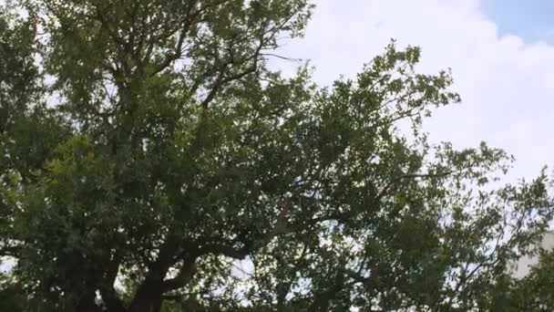 Mädchen sitzt im Park und liest ein Buch unter Baum — Stockvideo